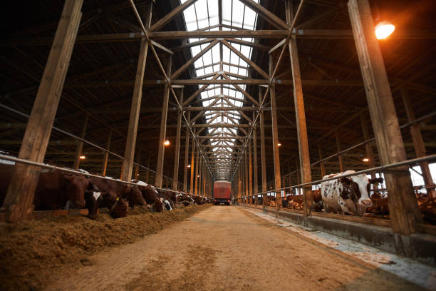 istock Industrial Cowshed at Dairy Farm 1284914062