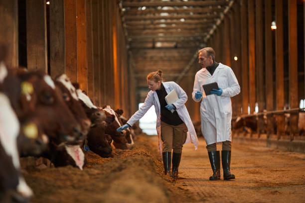vétérinaires inspectant des vaches à la ferme - éleveur photos et images de collection