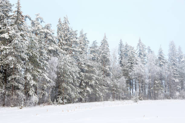istock Winter forest landscape view with snow and frost 1284914100