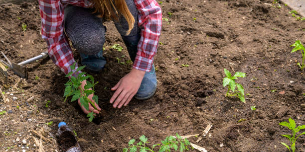 istock Girl planting tomato seedling into soil 1284915737