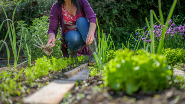 istock Woman hoeing vegetable in garden 1284915771
