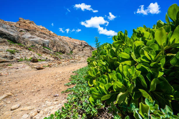 Sea squill leaves (Drimia maritima) in desert