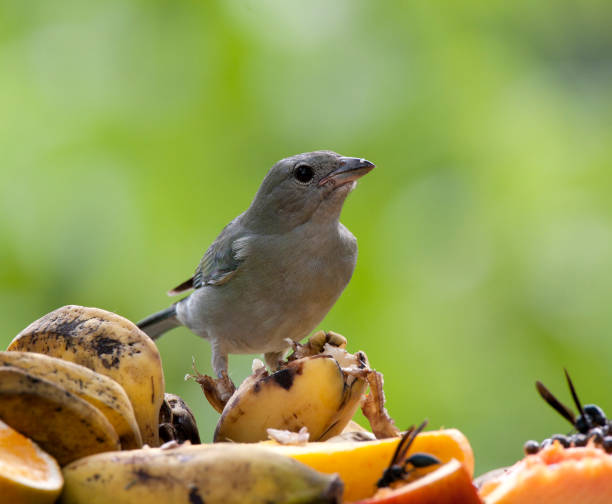 istock Birds of Brazil 1284916352