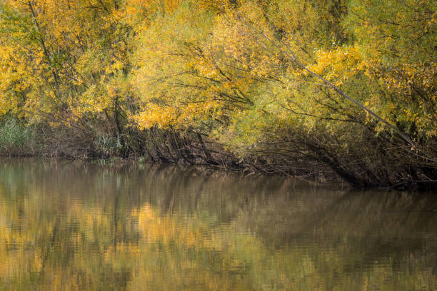 istock autum foliage on a rivers shore 1284916469