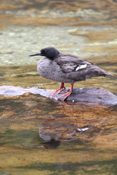 istock Birds of Brazil 1284916558