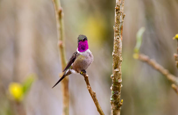 istock Birds of Brazil 1284916560