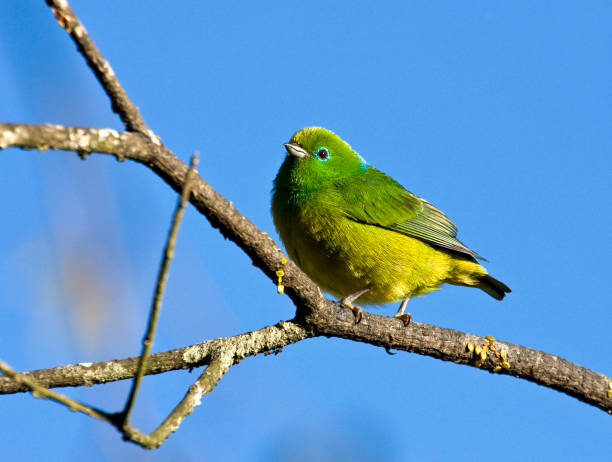 istock Birds of Brazil 1284916766