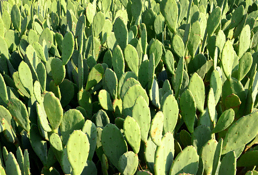 Dhahran, Dammam, Eastern Province, Saudi Arabia: dense area of ornamental Opuntia cactus, commonly called prickly pear.