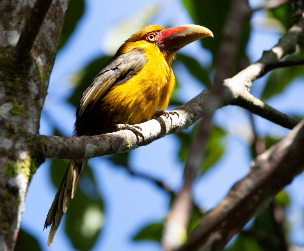 istock Birds of Brazil 1284917562