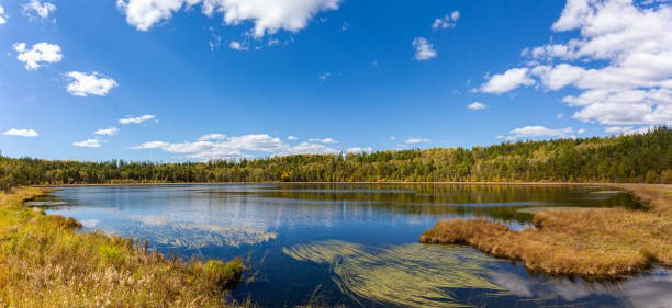Reed along the edge of a lake and a blue cloudy sky in sunlight in winter, Almere, Flevoland, The Netherlands, March 01, 2024