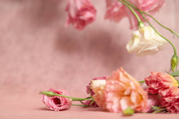 istock Pink and cream eustoma flowers on delicate pink background 1284917775