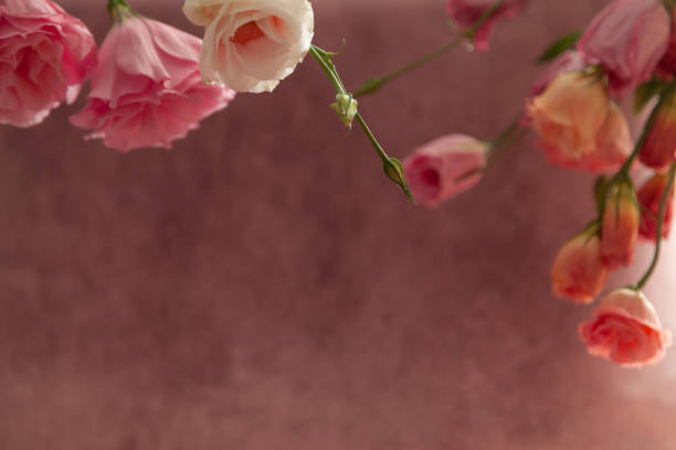 istock Pink and cream eustoma flowers on faded pink background 1284917796