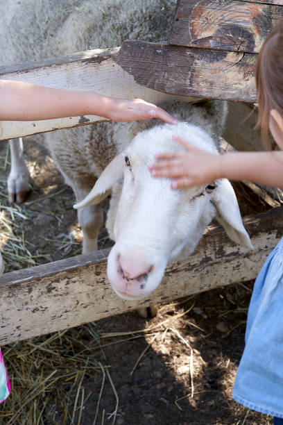 istock Children stroking a sheep in its enclosure 1284917899