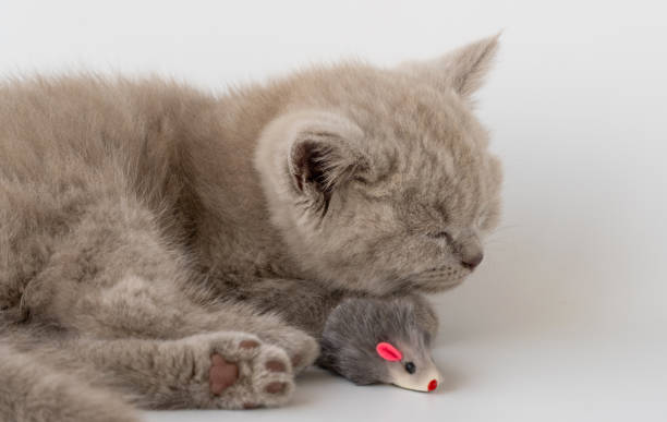 the kitten is sleeping sweetly and a toy mouse is lying next to it