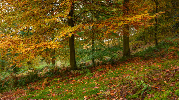 istock Autumn Colour in Morralee Wood 1284918189