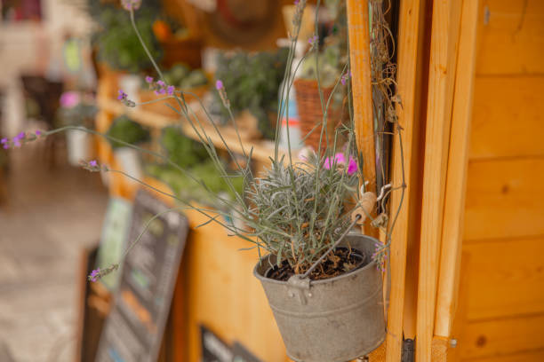 istock Close up of potted lavender 1284918219
