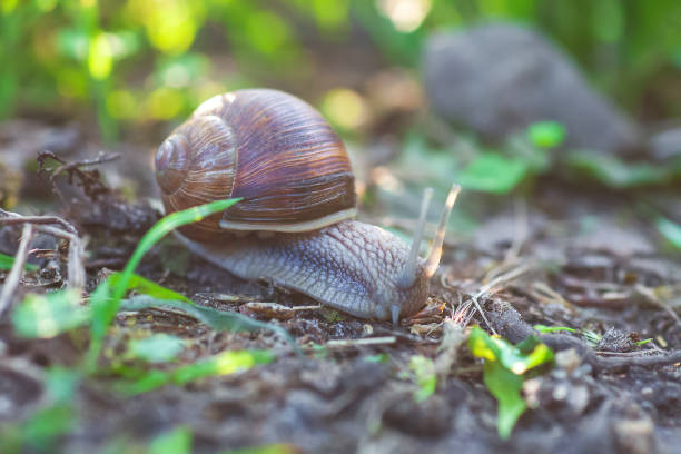 lumaca da giardino strisciante nella foresta primaverile, messa a fuoco selettiva - snail escargot animal speed foto e immagini stock