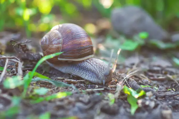 Photo of Garden snail crawling in spring forest, selective focus