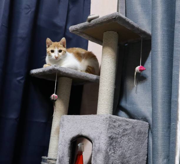 istock Puppies and kittens 1284919583