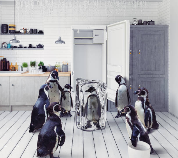 penguins at the kitchen stock photo