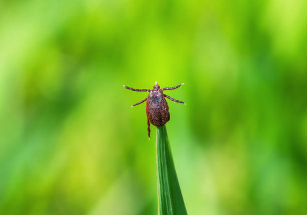 Microcosmic drama, Pseudoscorpions watery peril