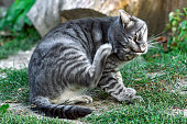 Cute gray cat scratches his paw behind his ear in yard on a sunny day.
