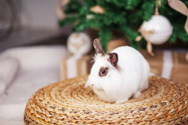 Cute white rabbit, bunny against background of festive decorated fir tree.  Happy winter holidays concept stock photo