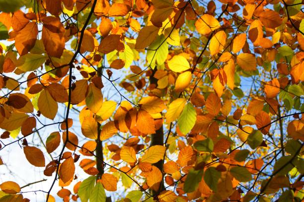 istock Colours Of Autumn. 1284922134