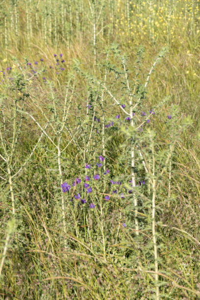 istock Saffron thistle and Pattersons curse 1284922156