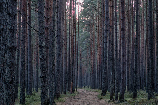istock beautiful summer forest landscape, field and sky. 1284922200