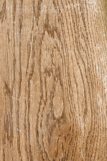 Wooden plank natural brown texture. Wood plank natural texture. Weathered light brown wooden dirty board background oak wood grain stock pictures, royalty-free photos & images