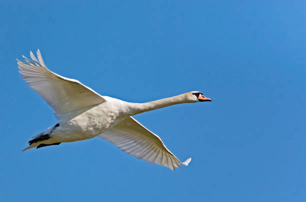 istock Mute Swan, Cygnus olor, in flight with wings spread 1284922444