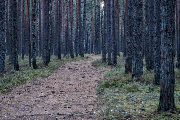 istock beautiful summer forest landscape, field and sky. 1284922502