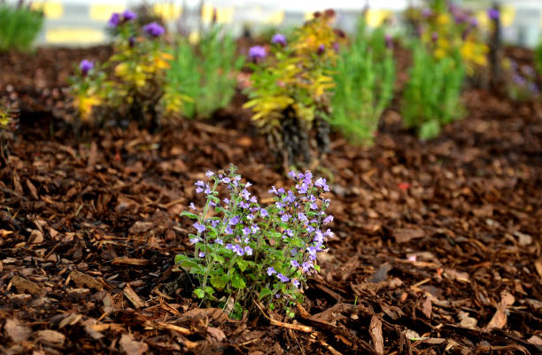 ornamental flowerbed with perennials and flowering sage mulched bark at the curb parking detail - wall flower sunny temperate flower imagens e fotografias de stock