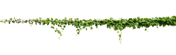 istock ivy plant on electric wire isolate on white background 1284922794
