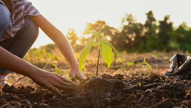 istock hand holding small tree for planting in nature. concept green world 1284922797