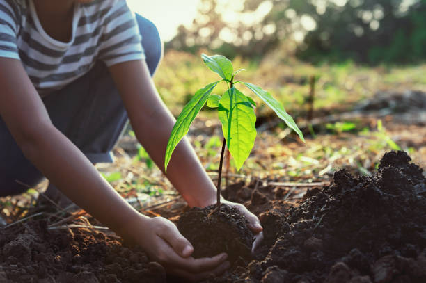 istock hand holding small tree for planting in nature. concept green world 1284922813
