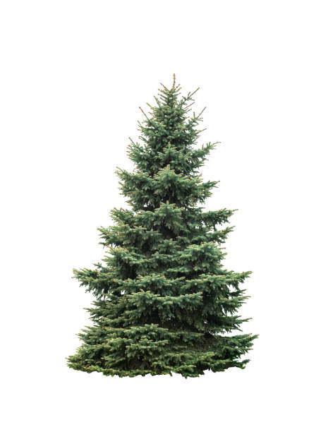 白い背景に隔離された大きな緑のモミの木 - pine tree christmas tree green ストックフォトと画像