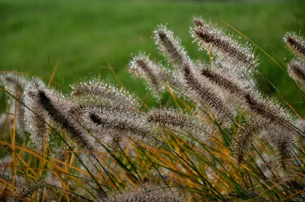 Photo of flowerbeds with ornamental grasses in long lines in autumn with glittering dewdrops on the ears of tufts. in the background the lawns on the slope and also the faded perennials glow with their dark flowers in winter