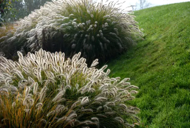 Photo of flowerbeds with ornamental grasses in long lines in autumn with glittering dewdrops on the ears of tufts. in the background the lawns on the slope and also the faded perennials glow with their dark flowers in winter