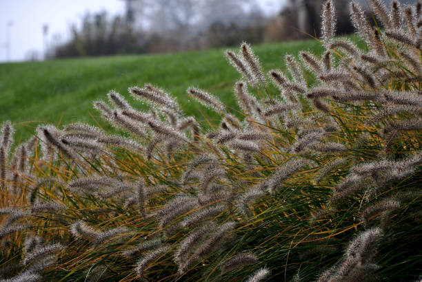 grass, gardening, outdoor, cat, tail, hummelo, border, flowerbed, stachys, monieri, ornamental, grasses, long, line, row, autumn, glittering, dewdrops, drop, sunrise, dew, ears, tufts, background, lawn, slope, faded, perennials, perennial, glow, dark, flowers, winter, pennisetum, alopecuroides, hameln, fell, path, street, park, garden, yellow, dry, bunch, hill, meadow, prairie, green, soft, transparency macizos de flores con hierbas ornamentales en largas líneas en otoño con gotas de rocío brillantes en las orejas de mechones. en el fondo los céspedes en la ladera y también los perennes descoloridos brillan con sus flores oscuras en invierno