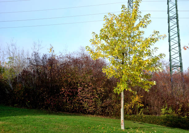 Silver maple is a tall tree from North America. It is valued for its attractive foliage and resistance to most weather whims. Its deciduous leaves are 3 to 5 lobed, deeply cut, bright green above