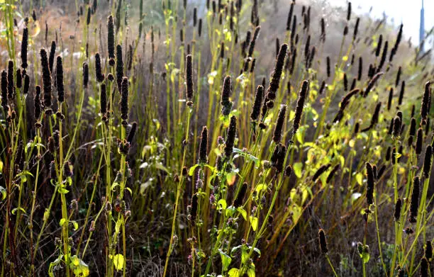 Photo of flowerbeds with ornamental grasses in long lines in autumn with glittering dewdrops on the ears of tufts. in the background the lawns on the slope and also the faded perennials glow with their dark flowers in winter