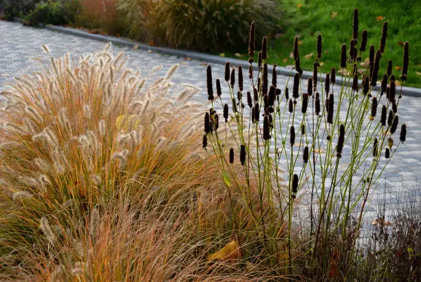 Photo of flowerbeds with ornamental grasses in long lines in autumn with glittering dewdrops on the ears of tufts. in the background the lawns on the slope and also the faded perennials glow with their dark flowers in winter