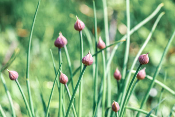 cogollos rosados de cebollas cultivadas en el soleado jardín de primavera ligero, enfoque selectivo - chive allium flower cultivated herb fotografías e imágenes de stock