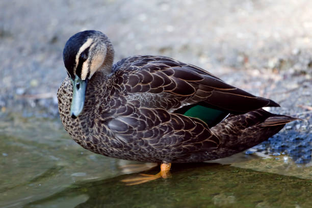 istock Pacific Black Duck, Anas superciliosa, resting by the shore 1284924675