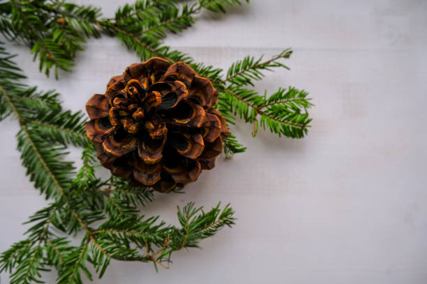 istock big pine cone across fir tree branches close-up on white wooden background. Copy space. Top view. Christmas postcard. 1284925606