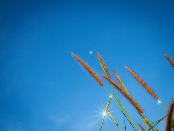 istock Close up of grass flowers On a sky background.soft focus images. selective focus 1284925921