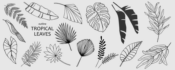 illustrations, cliparts, dessins animés et icônes de ensemble de feuilles tropicales vectorielles dessinées à la main. silhouettes de branches abstraites dans le style plat minimaliste isolé sur fond blanc. éléments naturels avec une ligne - arbre tropical