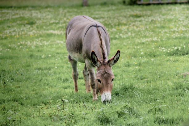African wild donkey, Equus asinus somalicus, side profile portrait. Endemic to East Africa and critically endangered, with less than 600 recorded in the wild.